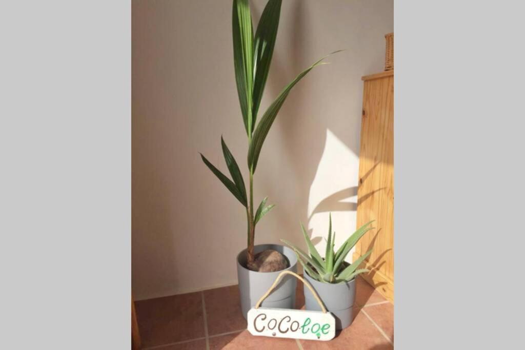 Casa Cocoloe Lajares Villa Kültér fotó